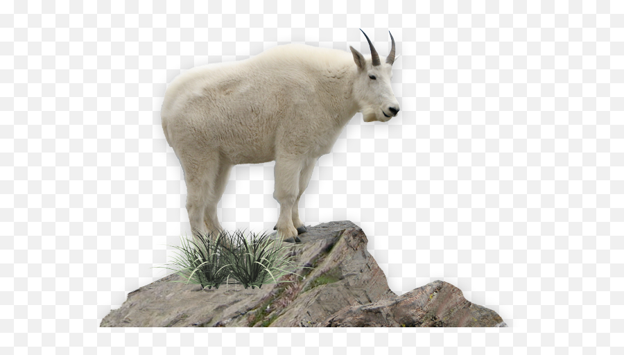 Download Mountain Goat Png Image - Mountain Goat No Background,Goat Transparent Background