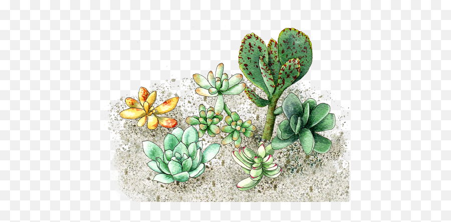 Succulents - Ice Plant Family Png,Succulents Png