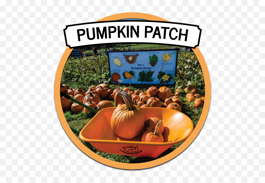 Fall Fun In Snohomish Washington - Pumpkin Png,Pumpkins Png
