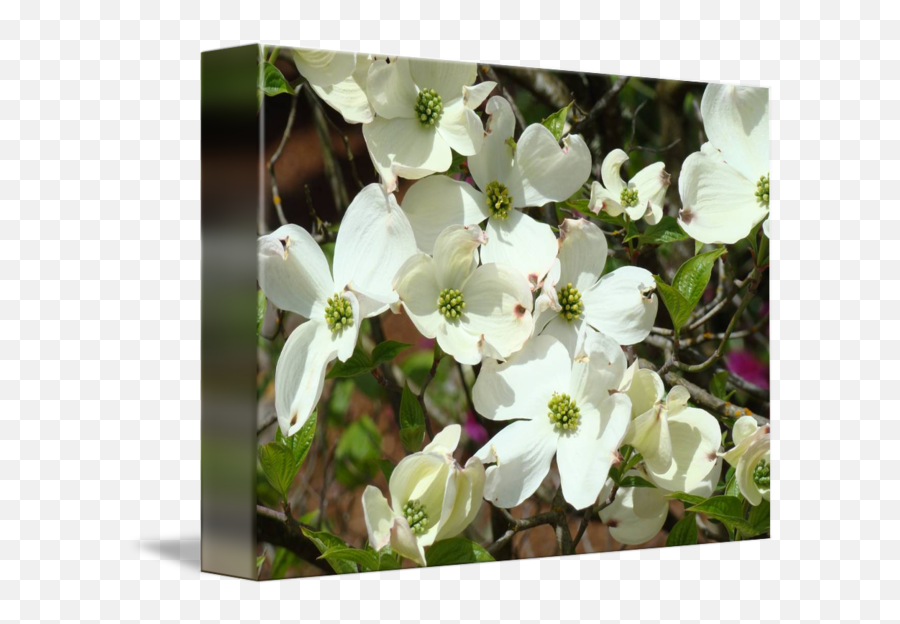 White Dogwood Flowering Tree Art Prints Flowers By Baslee Troutman Fine - Flowering Dogwood Png,Dogwood Png