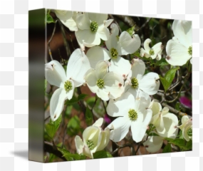 White Dogwood Flowering Tree Art Prints Flowers By Baslee Troutman Fine - Flowering Dogwood Png,Dogwood Png