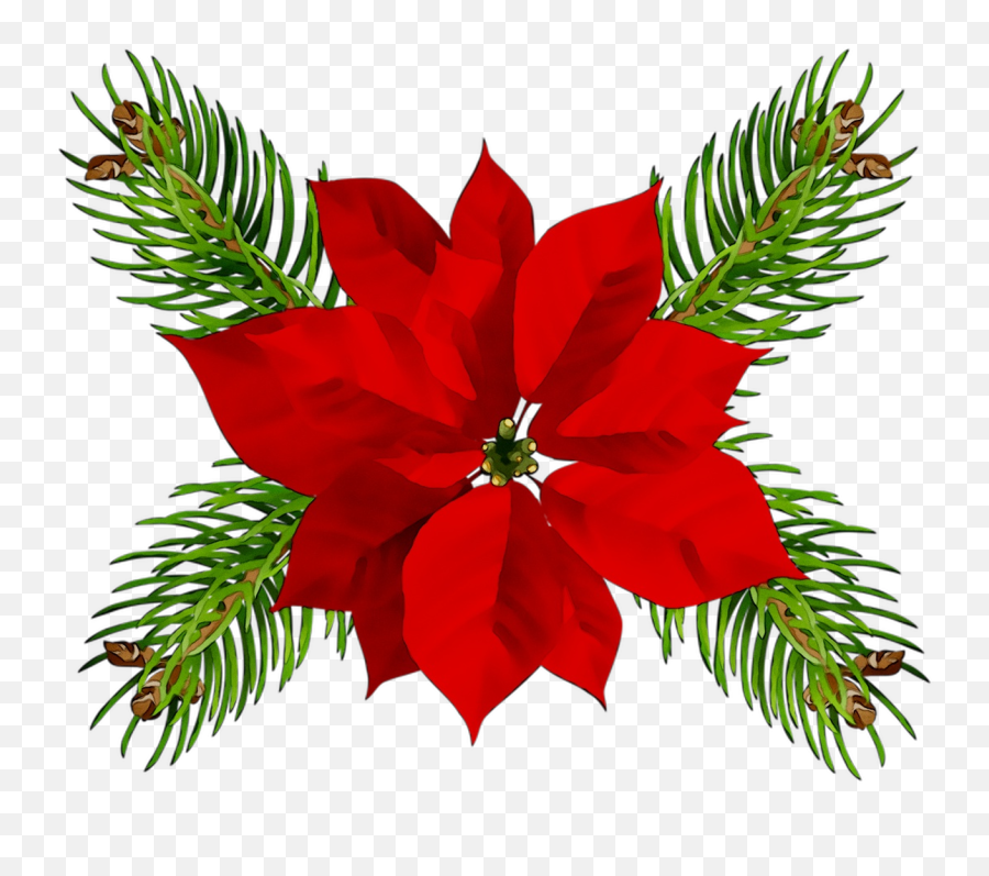 Poinsettia Christmas Day - Fondo Transparente Pascuas Navideñas Png,Christmas Eve Png