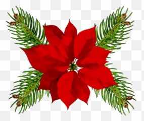 Poinsettia Christmas Day - Fondo Transparente Pascuas Navideñas Png