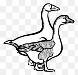 Banner Freeuse Download Canada Line Art - Goose In Black And White Png,Geese Png