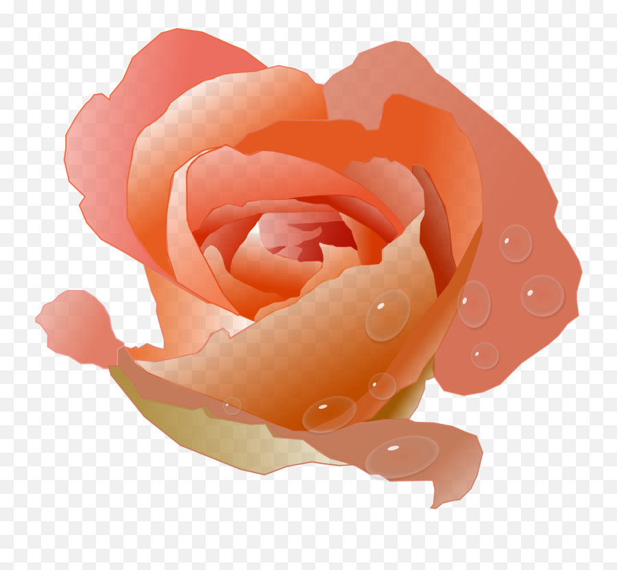 Download Hd Modern Floral Clipart - Coral Rose Clip Art Peach Rose Clip Art Png,Modern Png