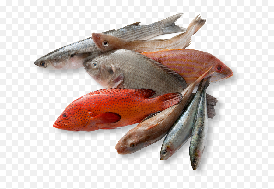 Download Hd Types Of Fishes For Eating Transparent Png Image