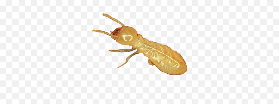 Subterranean Termite A1 Exterminators - Springtail Png,Termite Png