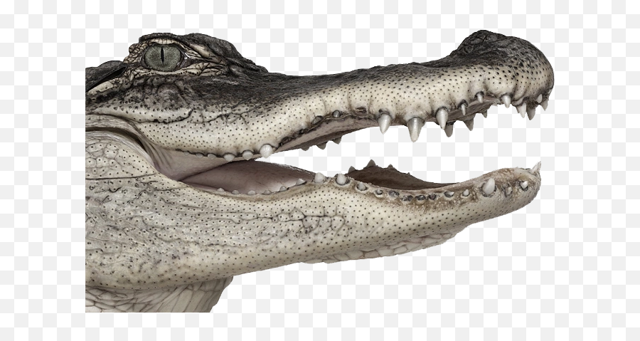Crocodile Png Images - Crocodiles,Crocodile Transparent