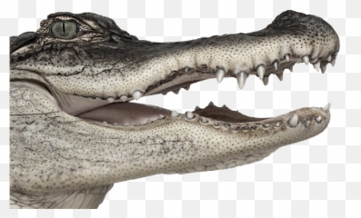 Crocodile Png Images - Crocodiles