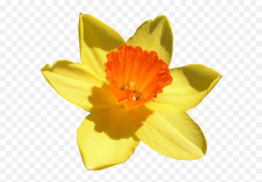 Daffodil Free Png Image - Daffodil Scientific Name,Daffodil Png