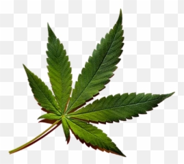 Purple Vine - Weed Leaf Vs Maple Leaf Png,Hemp Leaf Png - free ...