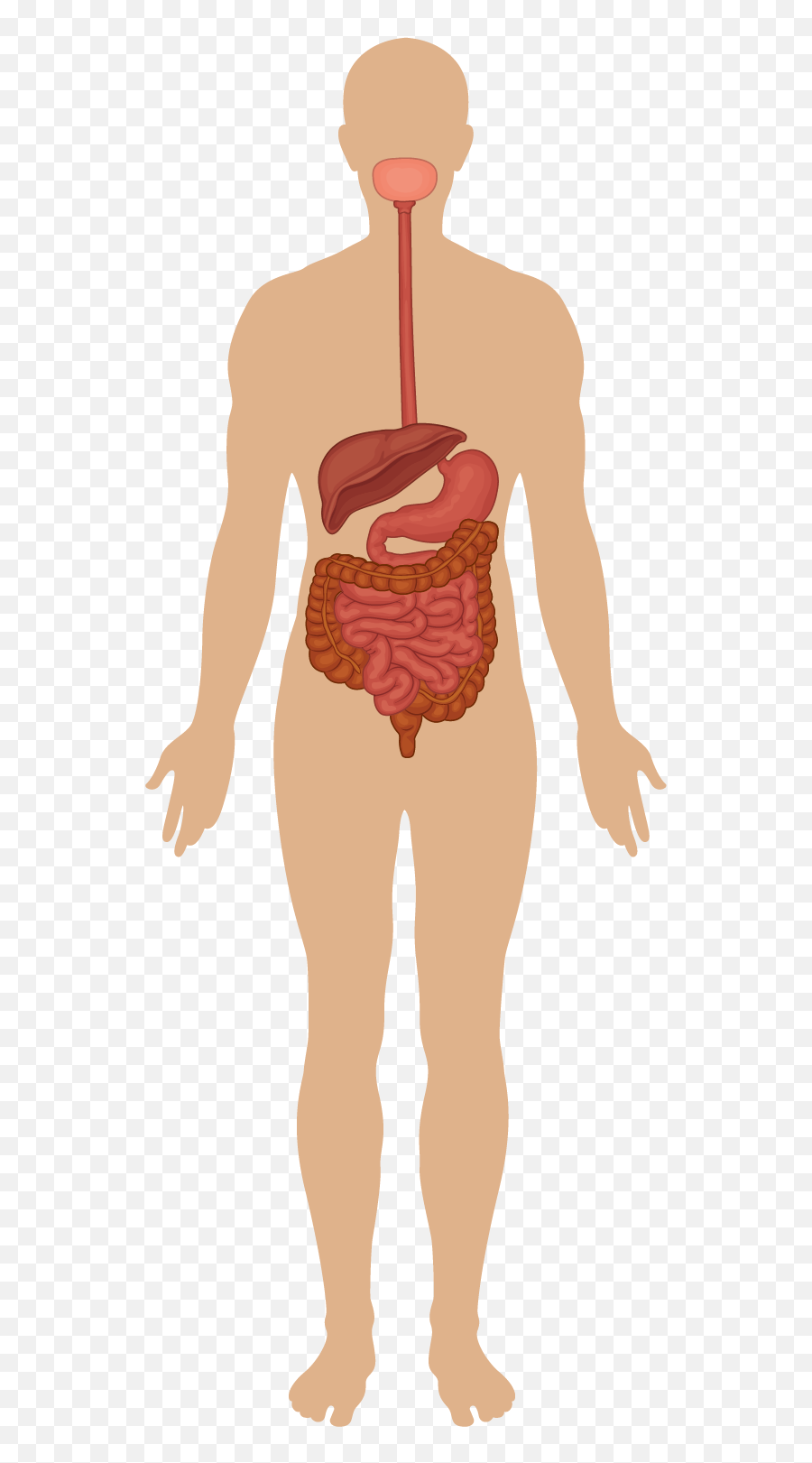 The Digestive System - Human Body Systems Full Size Png Major Organ System Of The Human Body,Digestive System Png