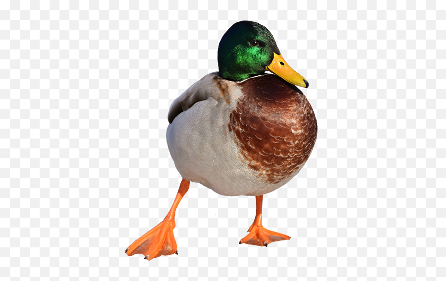 Duck Overlays - Mallard Png,Duck Png