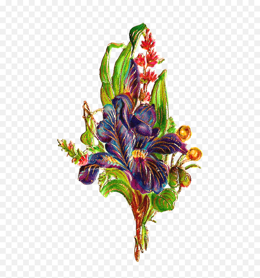 Antique Images Free Flower Graphic Wild Digital - Iris Png,Gold Trim Png