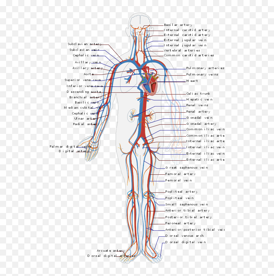 Filecirculatory System Enpng - Wikipedia Circulatory System Diagram,Muscles Png