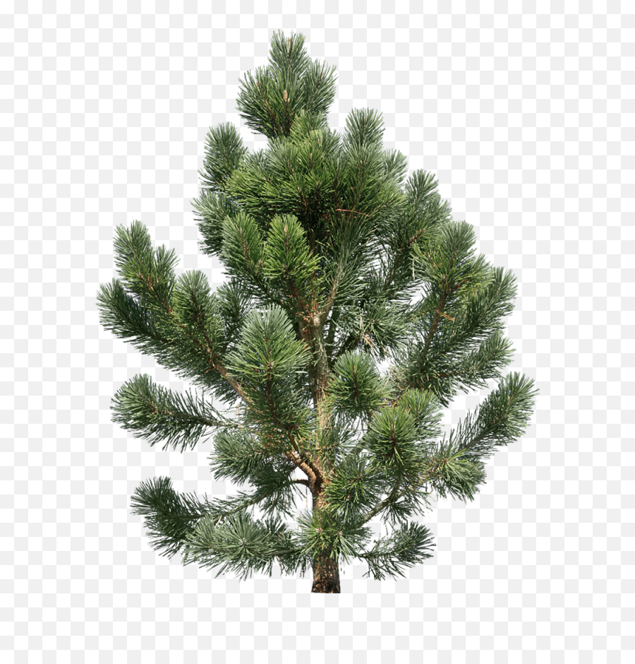 Fir Tree Png Image - Purepng Free Transparent Cc0 Png Pine Tree Png,Pine Tree Transparent Background