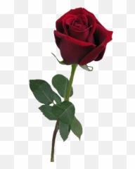 Pinturas Al Oleo - Transparent Aesthetic Rose Png