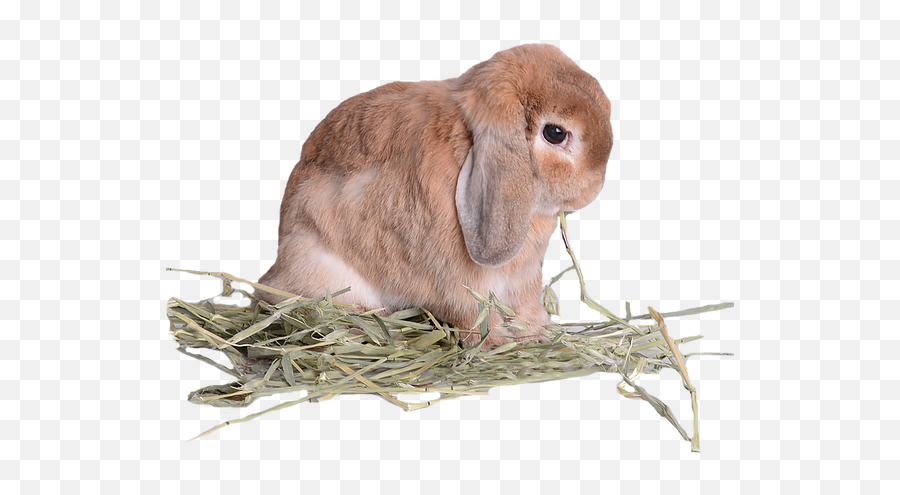 Food Morabbit - Domestic Rabbit Png,Hay Png