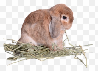Food Morabbit - Domestic Rabbit Png,Hay Png