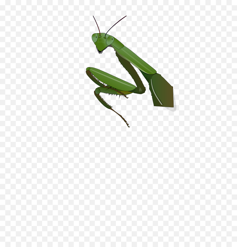 Mantis Png - Praying Mantis Vector,Mantis Png
