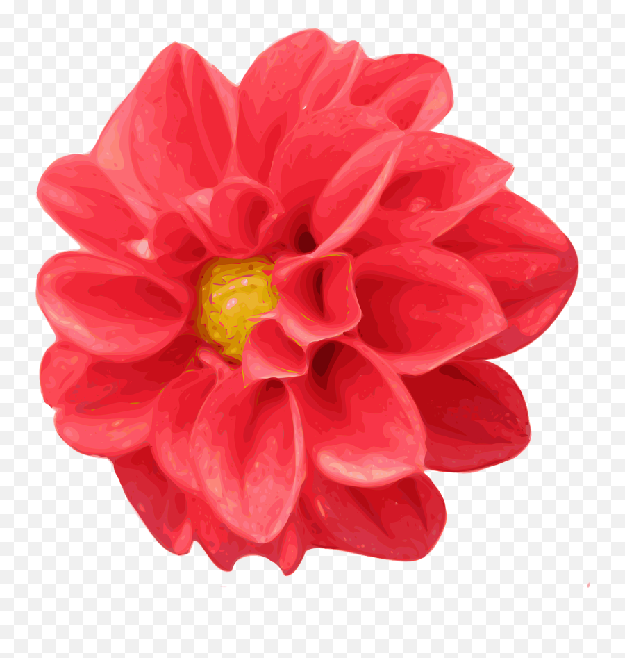 Chrysanthemum Dahlia Red - Free Vector Graphic On Pixabay Flowers Png Transparent Realistic,Red Flowers Png