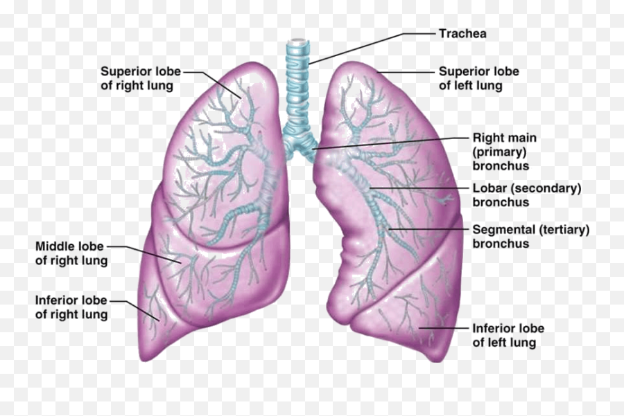 Download Image Showing Human Lungs - Spongy Part Of The Human Lungs Lobes Png,Lungs Png