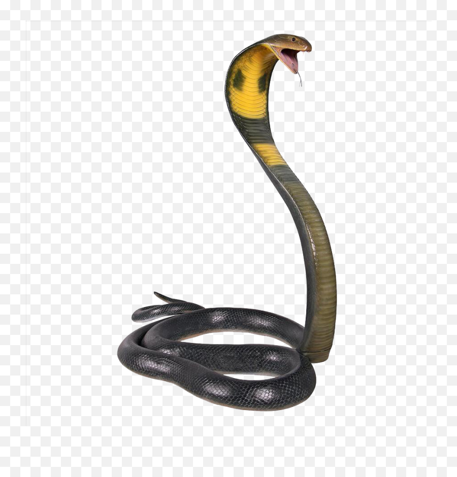 Cobra Snake Transparent Background - Cobra Transparent Background Snake Png,King Cobra Png