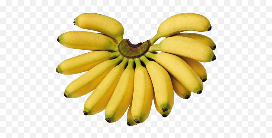 Download Hd Bananas - Lady Finger Lady Finger Banana Png Finger Banana,Bannana Png