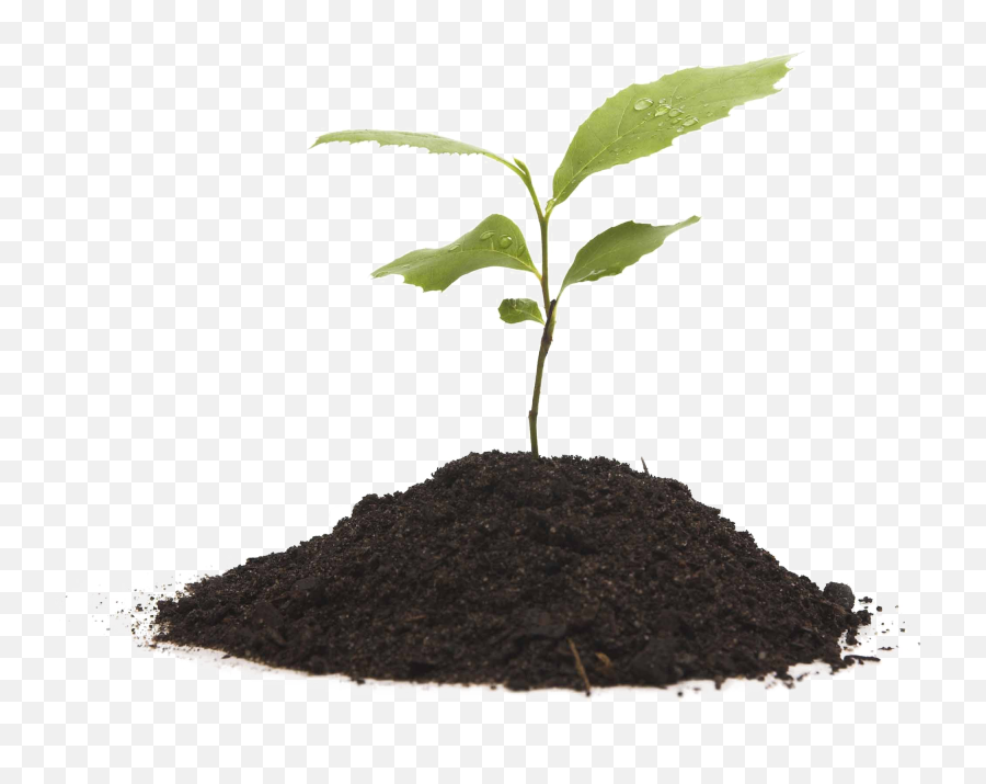 Growing Plant Transparent Background - Plant And Soil Png,Plant Transparent Background