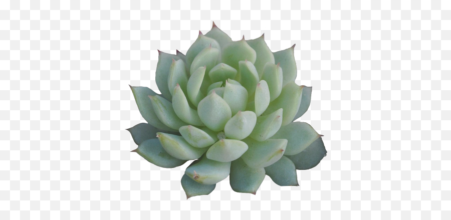 Png Little Transparent Succulent For Ya - Transparent Background Succulent Png,Succulent Transparent Background