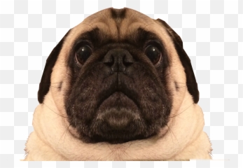 Nacho Render - Pug Png,Pug Png