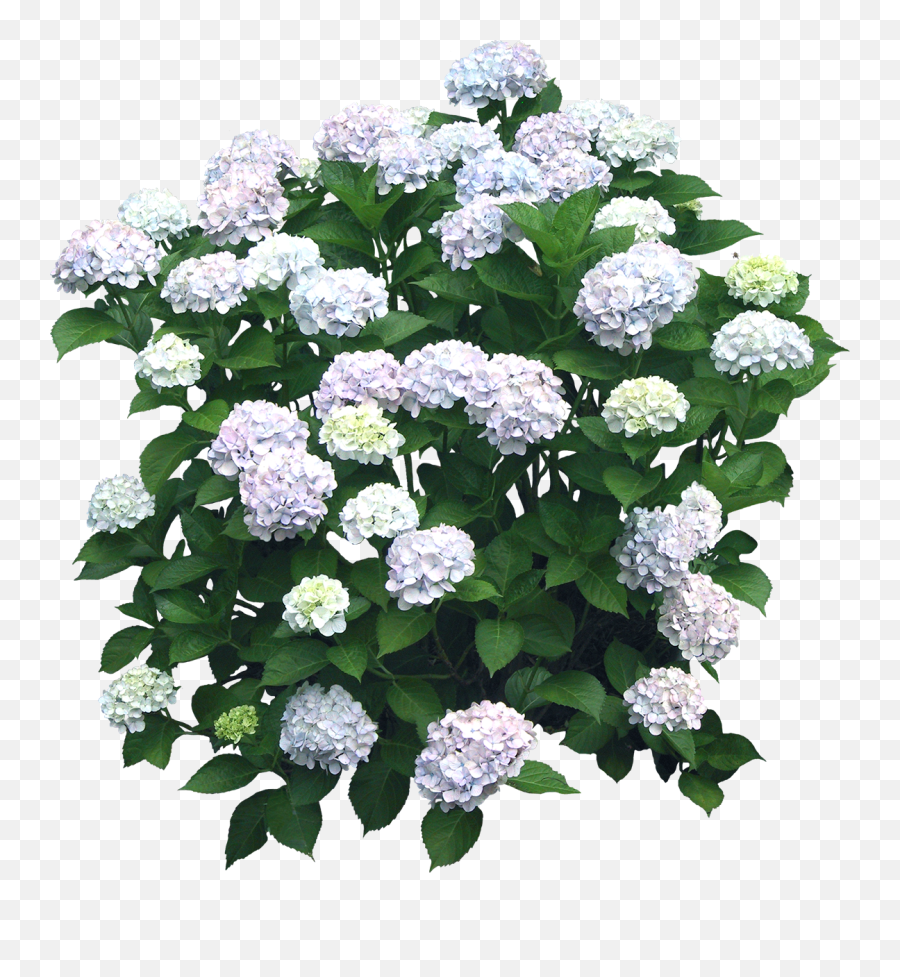 Download Hd Pin By Ricardo Martinez - Flower Bushes Transparent Background Png,Hydrangea Png