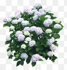 Download Hd Pin By Ricardo Martinez - Flower Bushes Transparent Background Png,Hydrangea Png