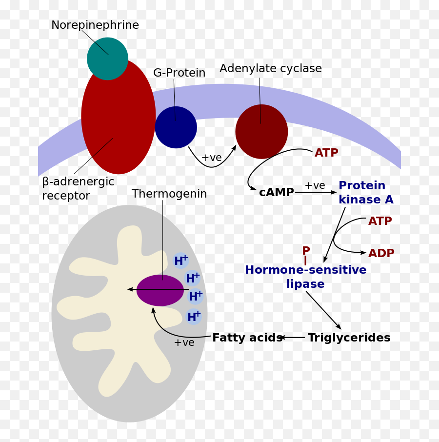 Download Cold Induced Thermogenesis - Hormone Sensitive Lipase Location Png,Mitochondria Png