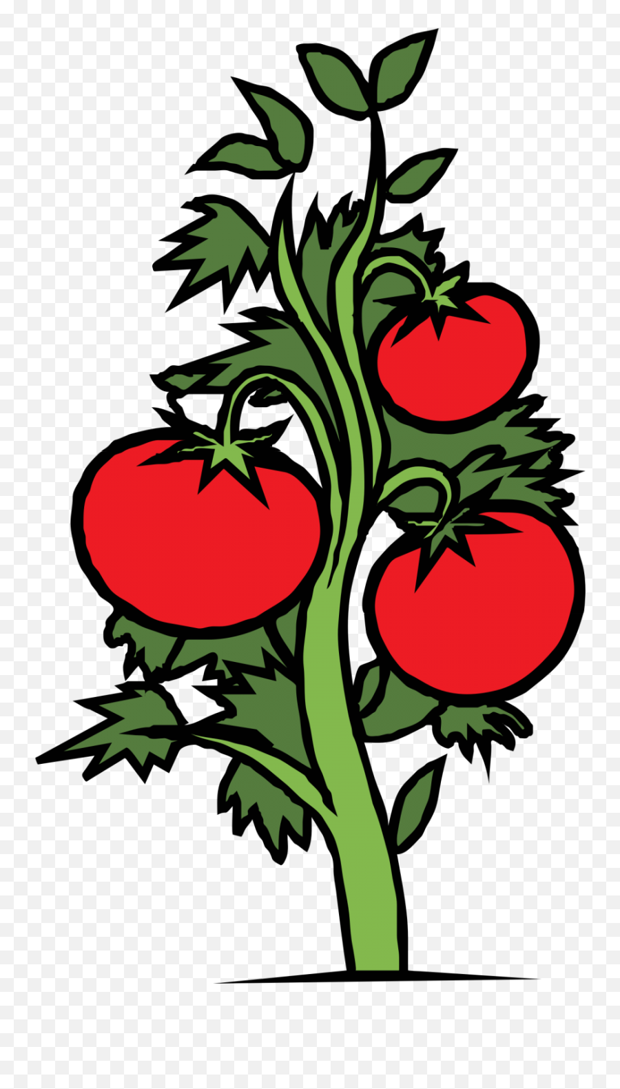 Tomato Plant Drawing - Tomato Plant Clip Art Png,Tomato Plant Png