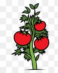 Tomato Plant Drawing - Clip Art png
