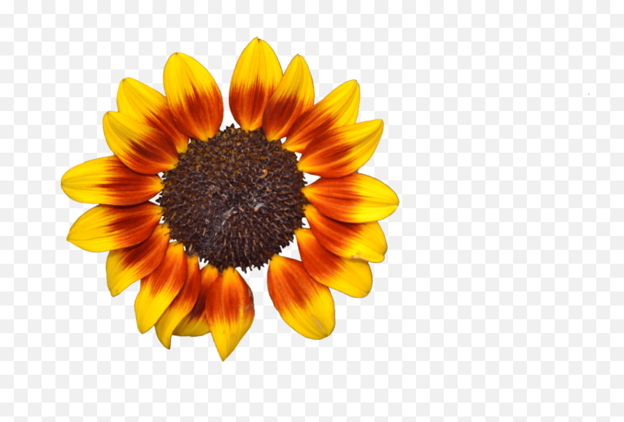 Flor De Girasol Png - Portable Network Graphics,Girasol Png