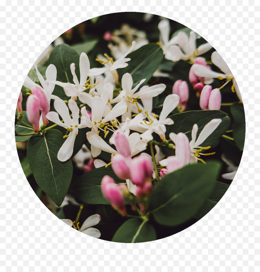 Perfoliate Honeysuckle - Jasmine Png,Honeysuckle Png