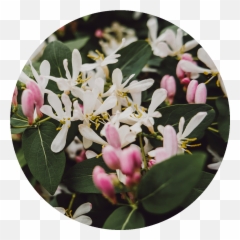 Perfoliate Honeysuckle - Jasmine Png,Honeysuckle Png