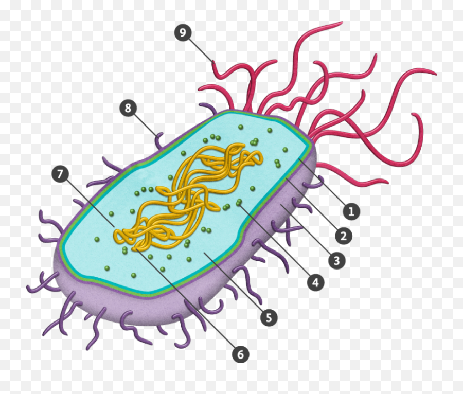 Прокариоты биология 5. Строение прокариотической бактериальной клетки. Строение бактериальной клетки прокариот. Строение клетки прокариот бактерии. Прокариотическая бактериальная клетка строение.
