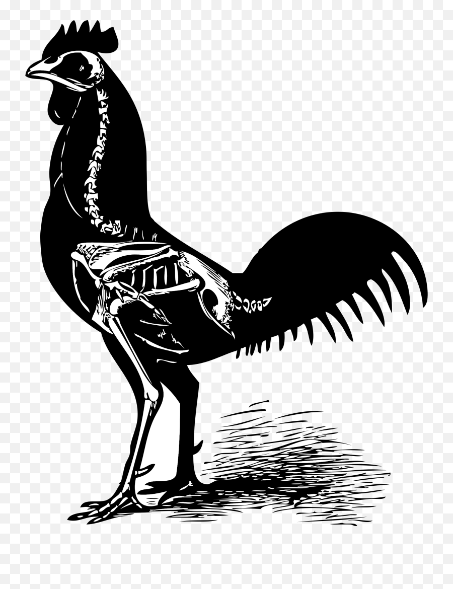 Rooster Cockerel Cock Male - Free Vector Graphic On Pixabay Chicken Skeleton Clip Art Png,Rooster Png