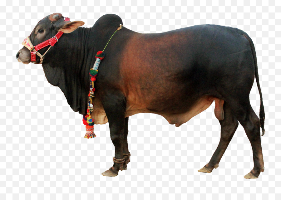Png Cattle