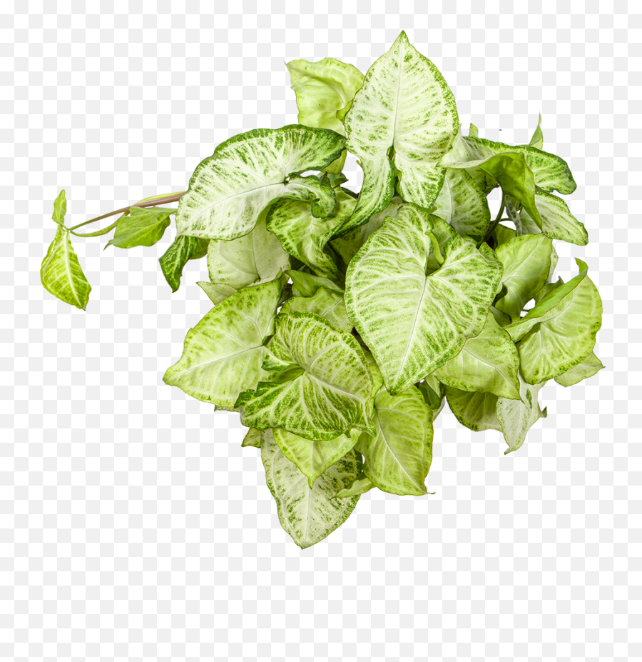 Buy Syngonium White Butterfly Direct From The Greenhouse - Syngonium Png,Vine Transparent