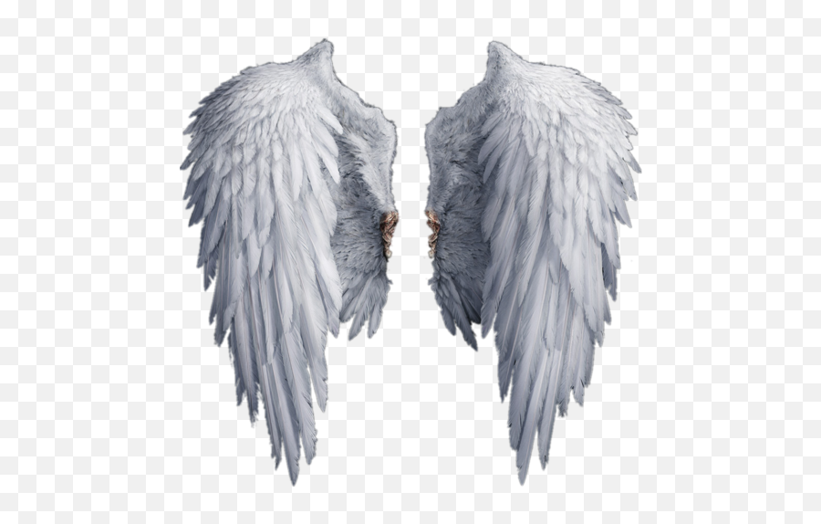 Download Wings Free Png Transparent - Realistic Angel Wings Png,Bird Wings Png