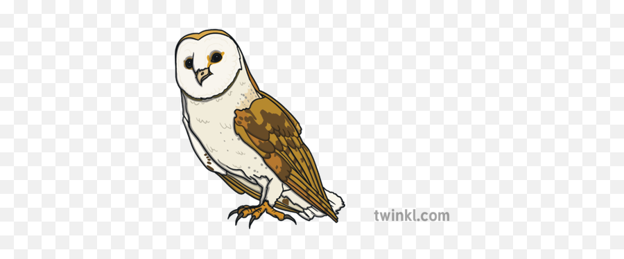 Adult Barn Owl Ver 1 Illustration - Twinkl Soft Png,Barn Owl Icon