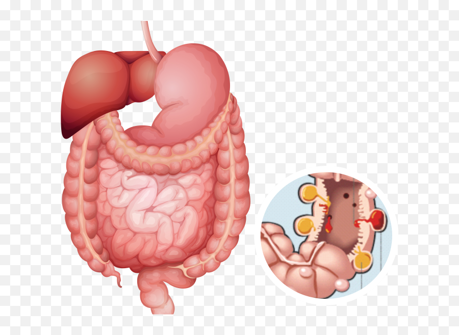 Human Digestive System Vector - Musculo Liso Png,Digestive System Icon