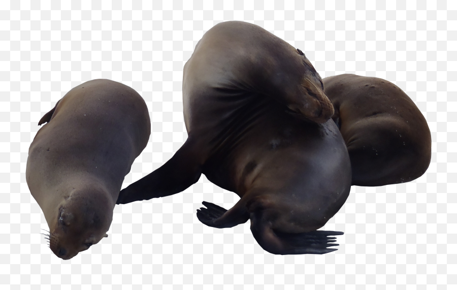 Sea Lion Png Transparent - Sea Lion Png Transparent,Lions Png