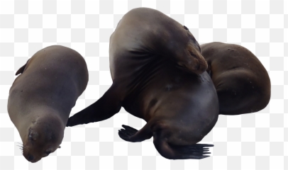Sea Lion Png Transparent