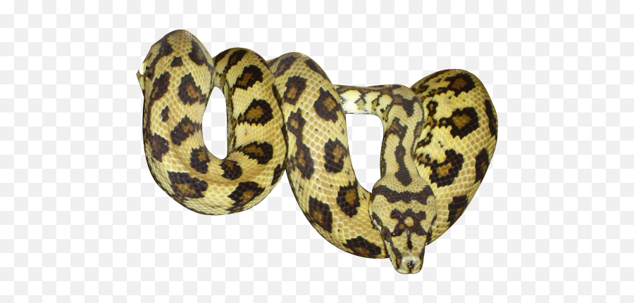 Download Free Png Render Reptiles - Renders Ser Dlpngcom Python Png Snake,Reptiles Png