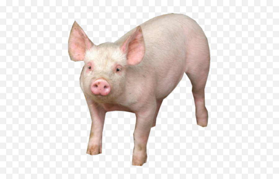 Pig Png Free Clipart Transparent - Pig Png,Pig Png